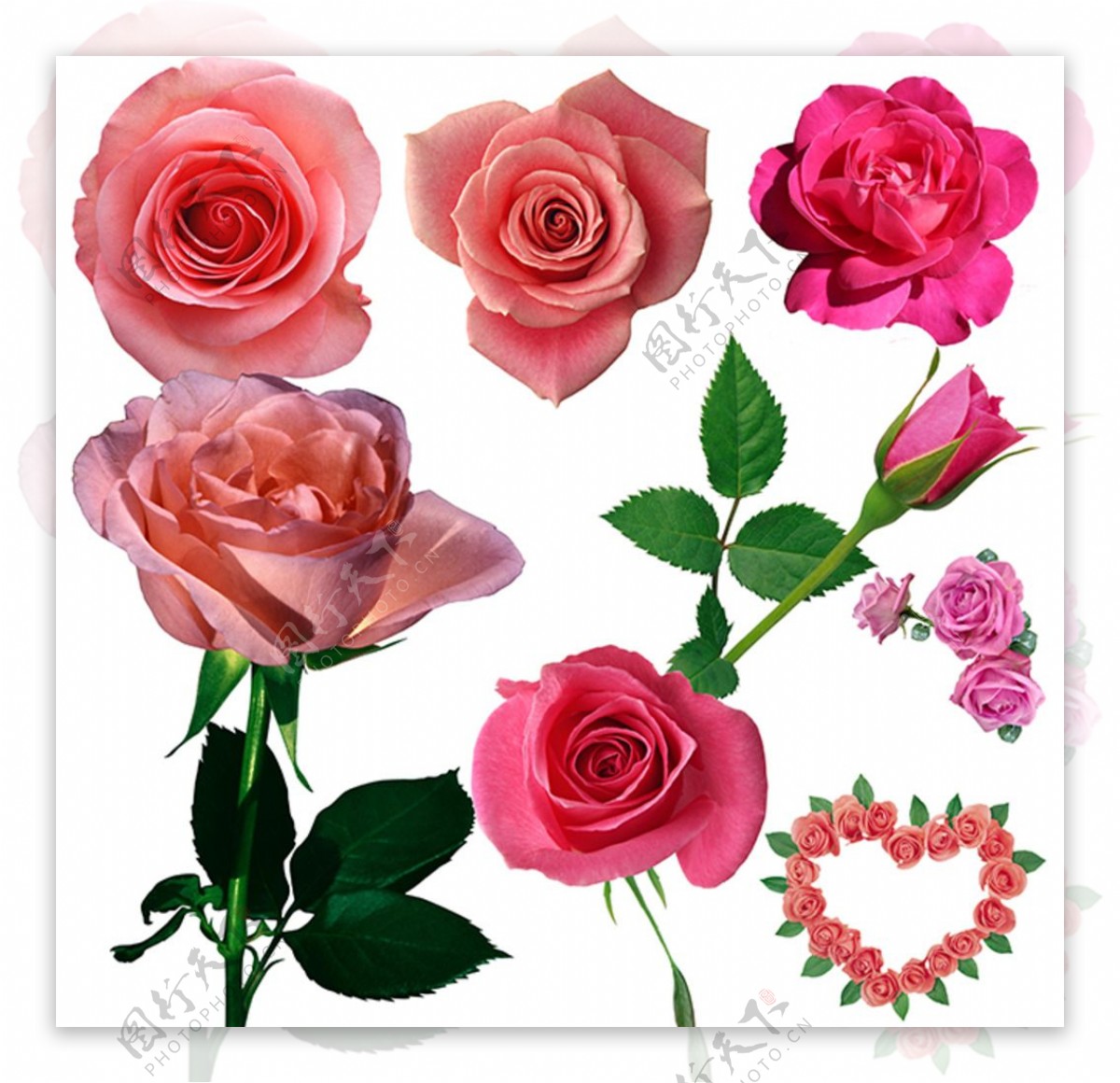 粉红玫瑰图片