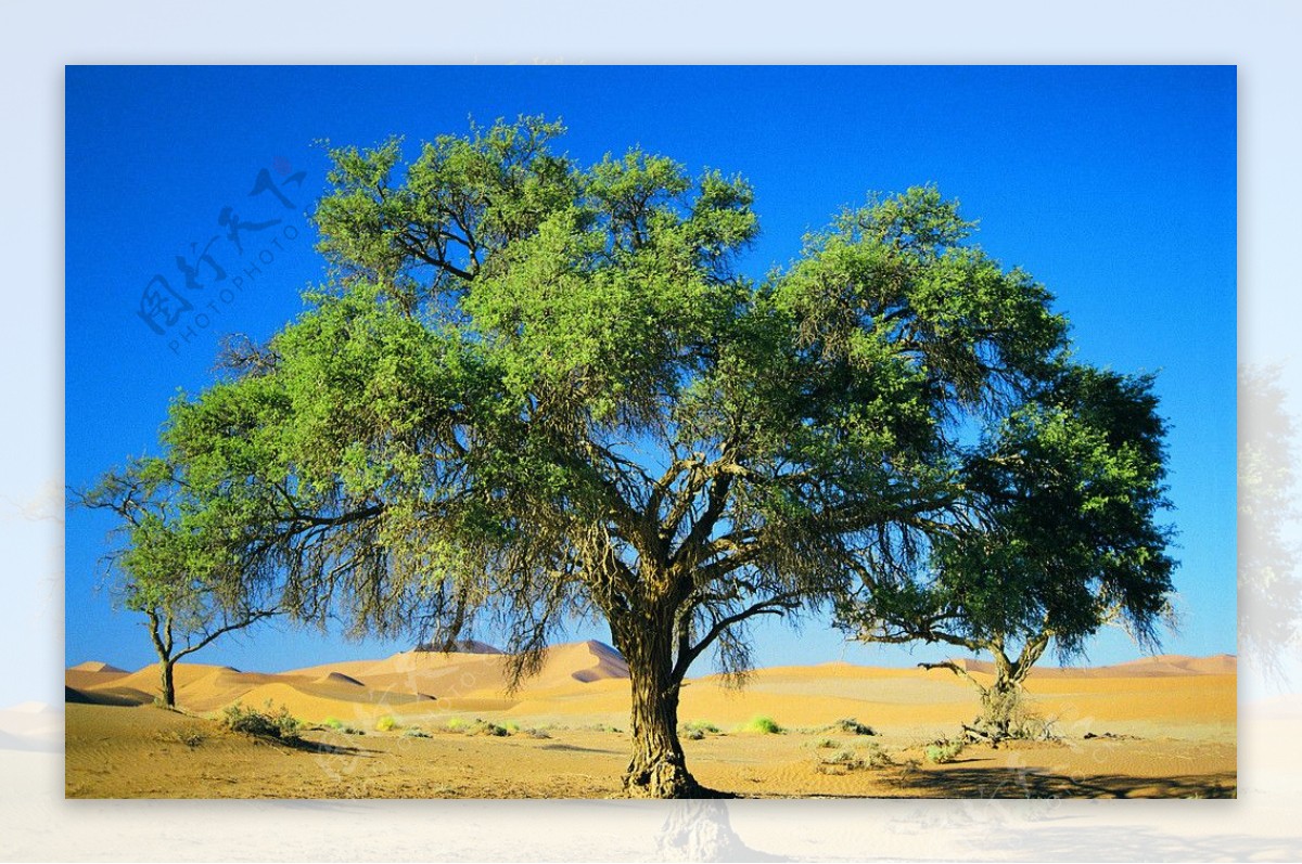 沙漠绿树图片