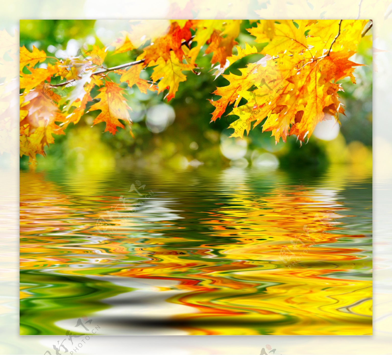 秋景枫叶图片