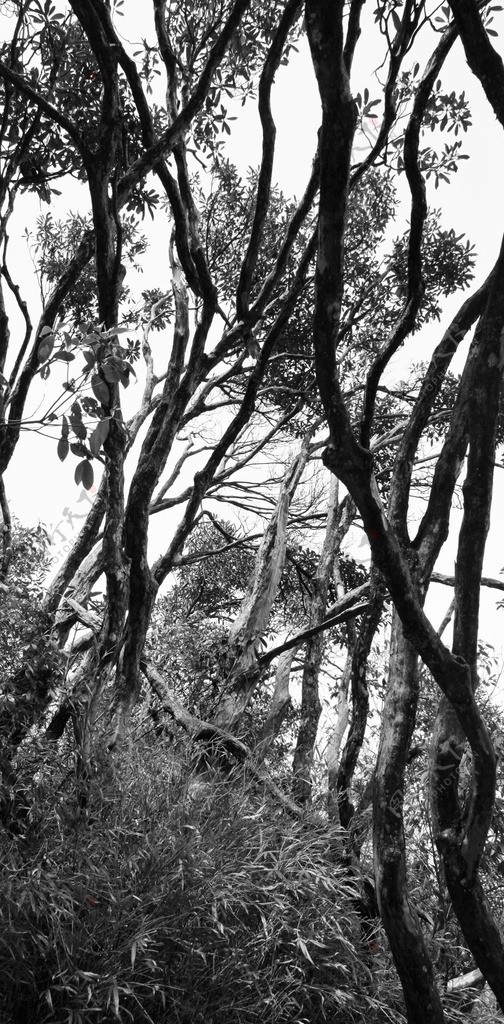 三清山的树图片