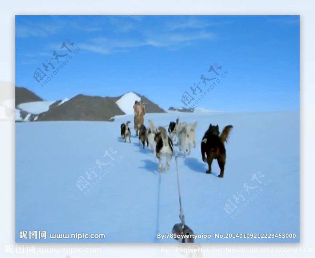 狗拉雪橇视频素材