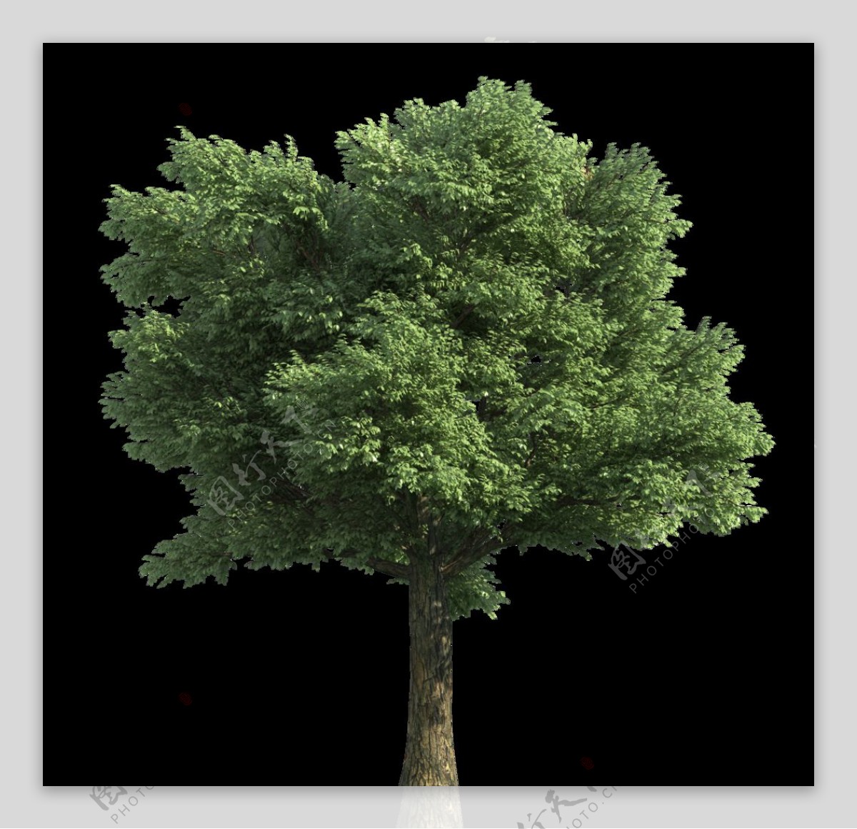 园林绿树树木透明png图片