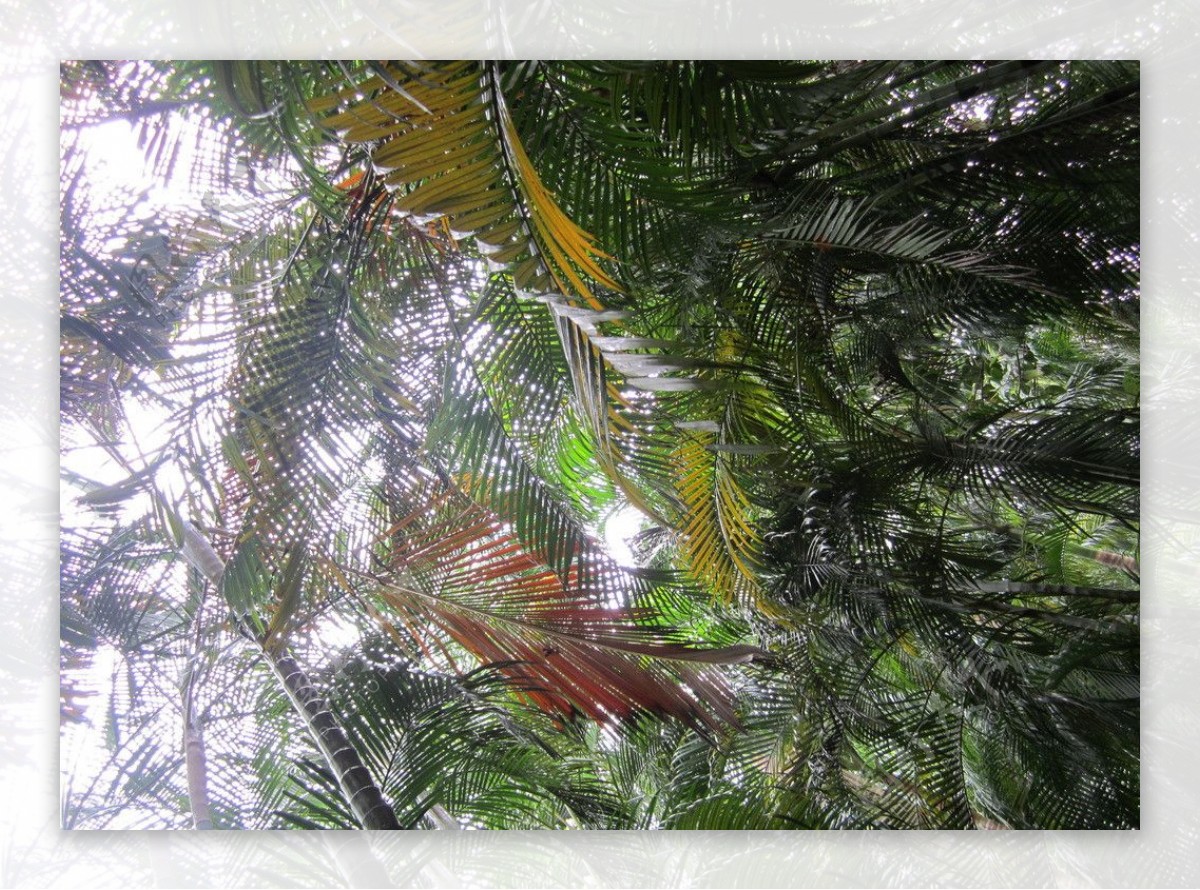 椰树叶子图片
