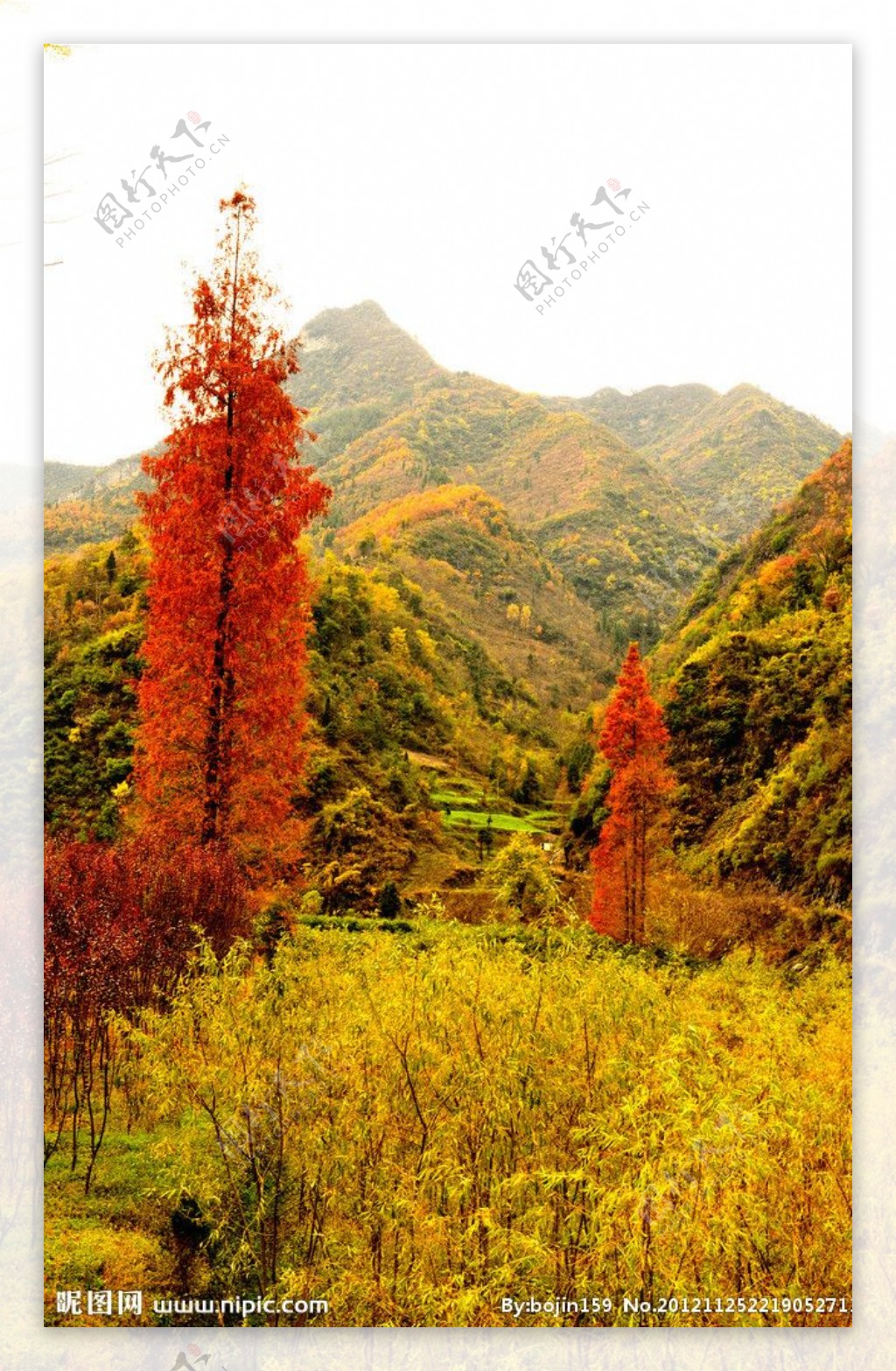 红杉树图片