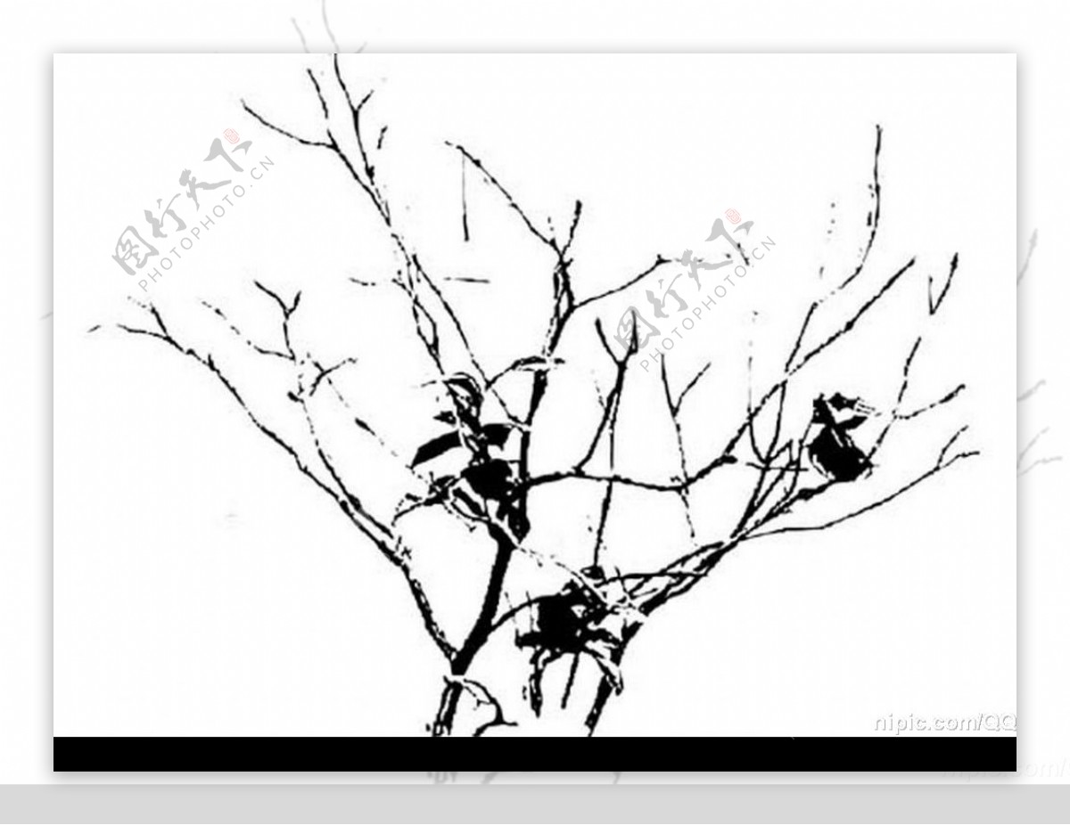 树枝的黑白画图片