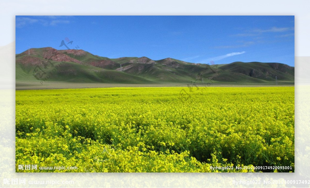 油菜花图片