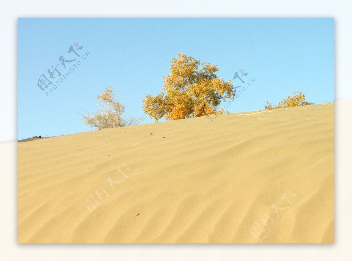 沙漠之树图片