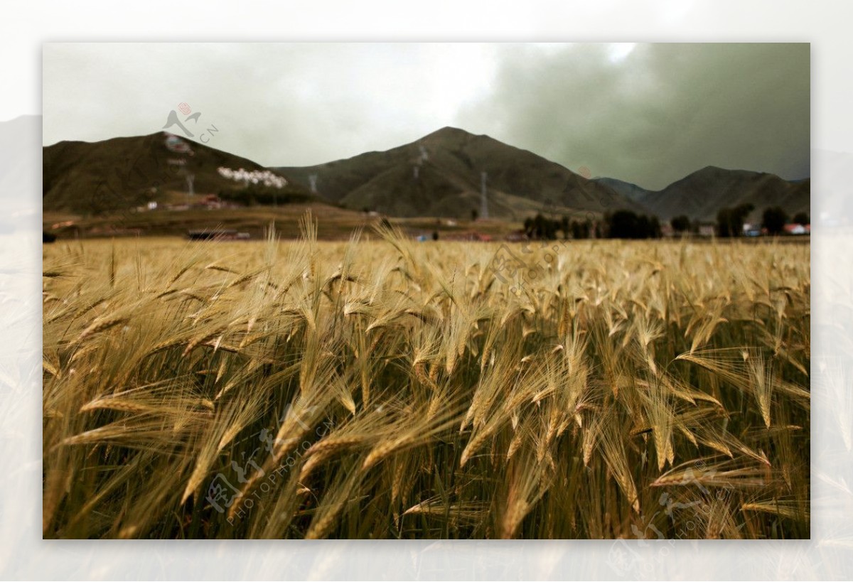 川藏线上的麦穗图片