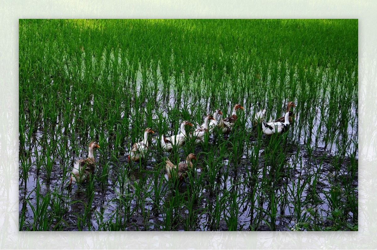 稻田鸭群图片