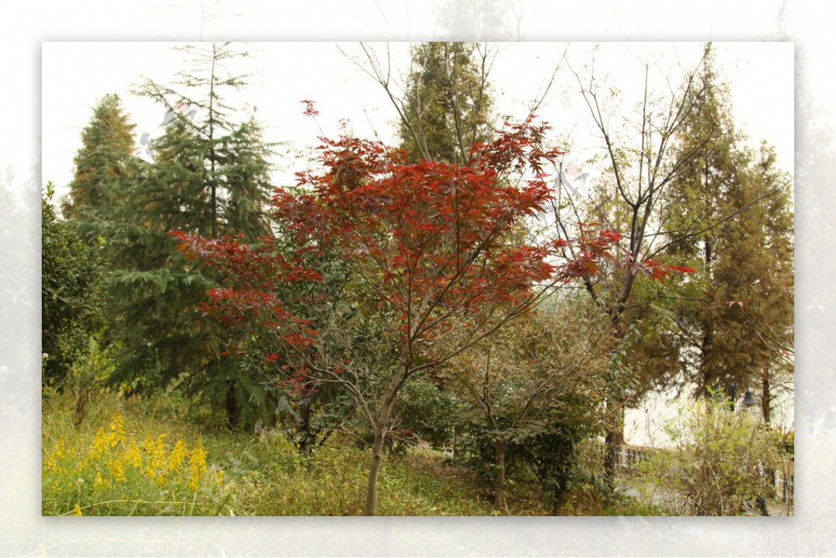 红枫火红的秋色叶图片