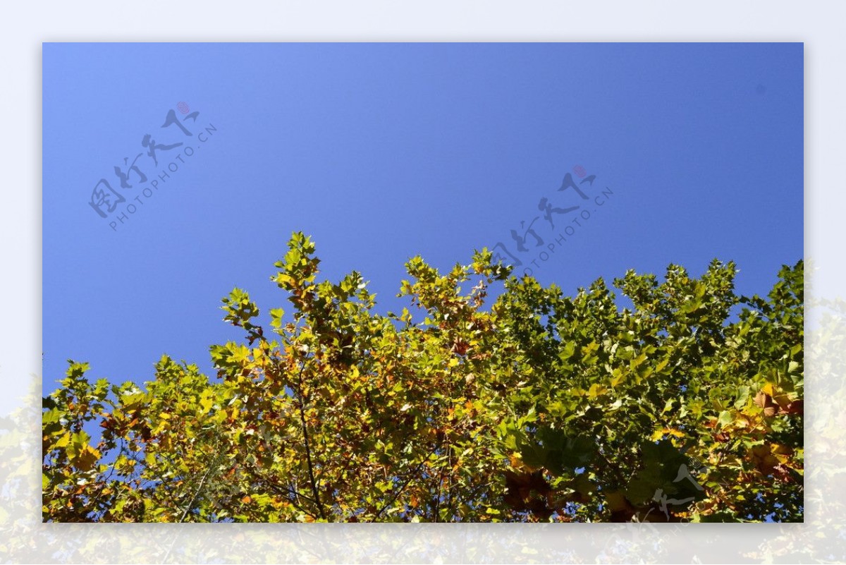 秋天的杨树图片