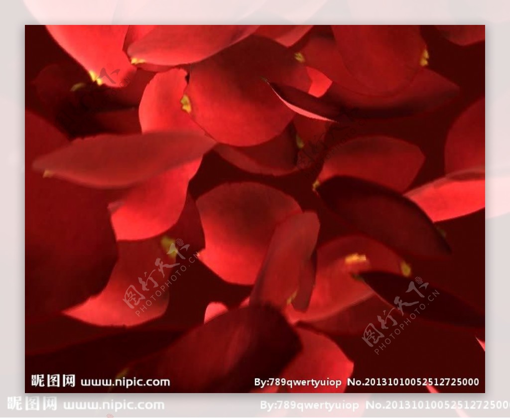 红色花瓣背景视频素材