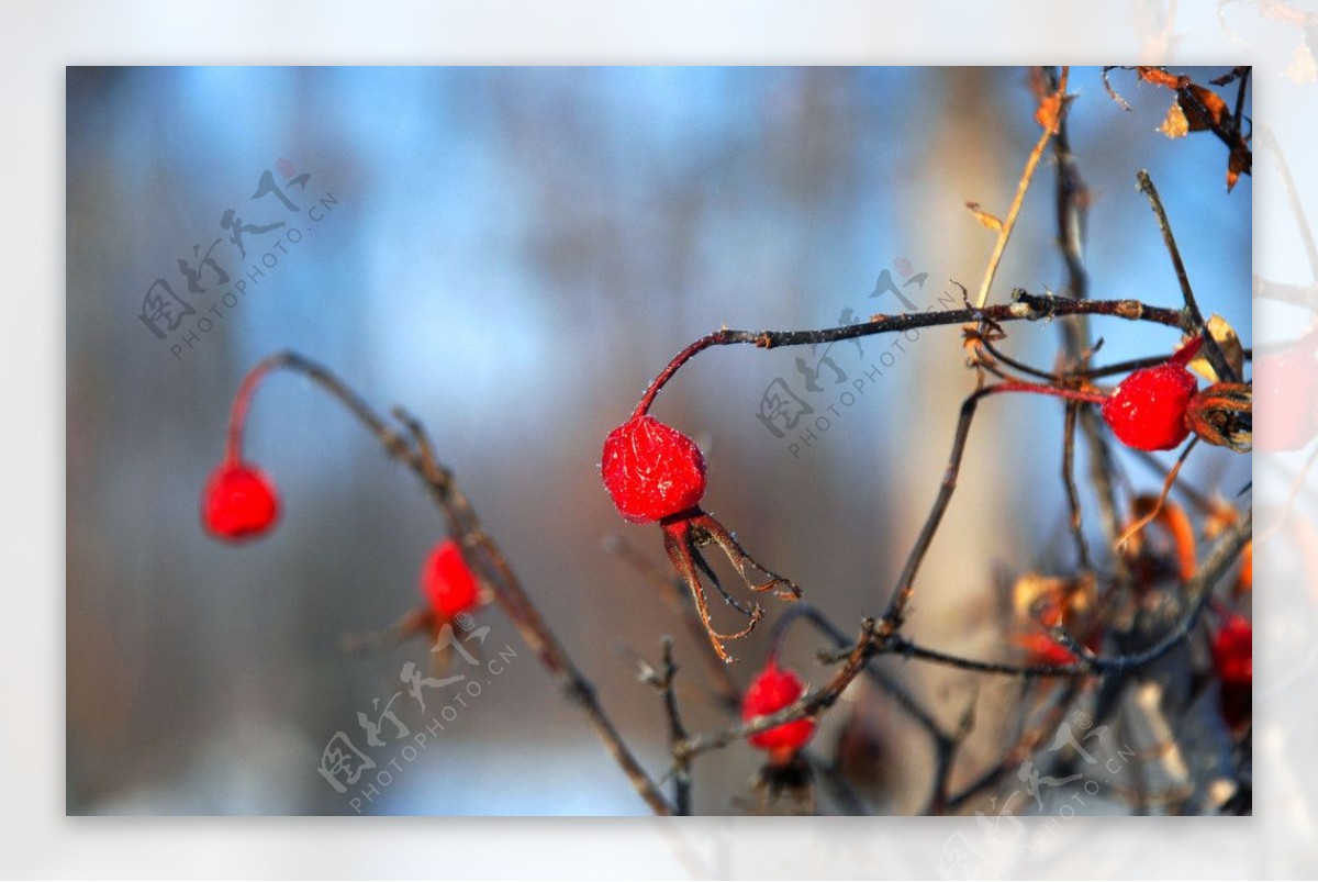 冬天的野玫瑰图片