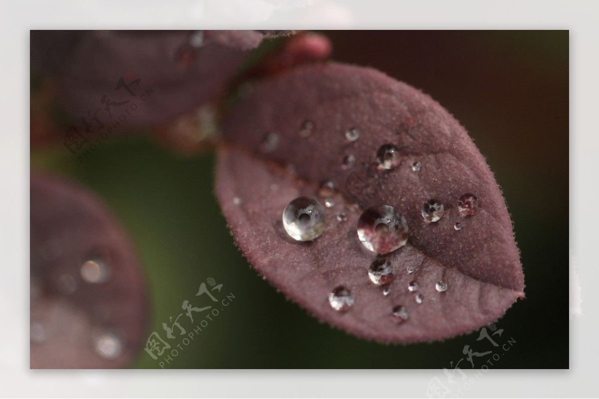 雨后水珠图片