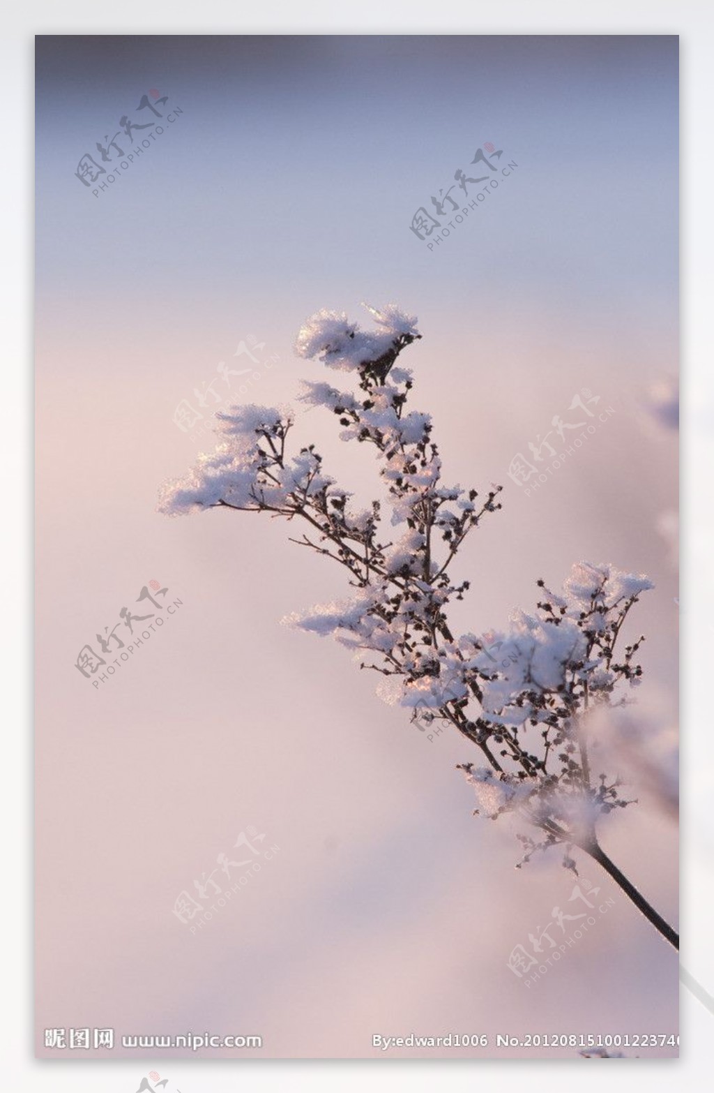 冬季冰雪树枝图片
