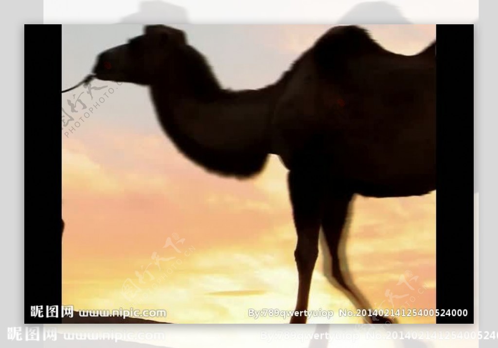 夕阳骆驼剪影风景视频