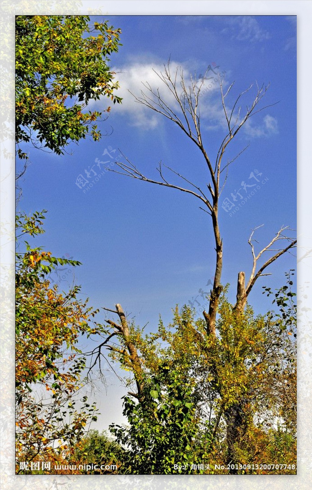 枯树逢秋图片