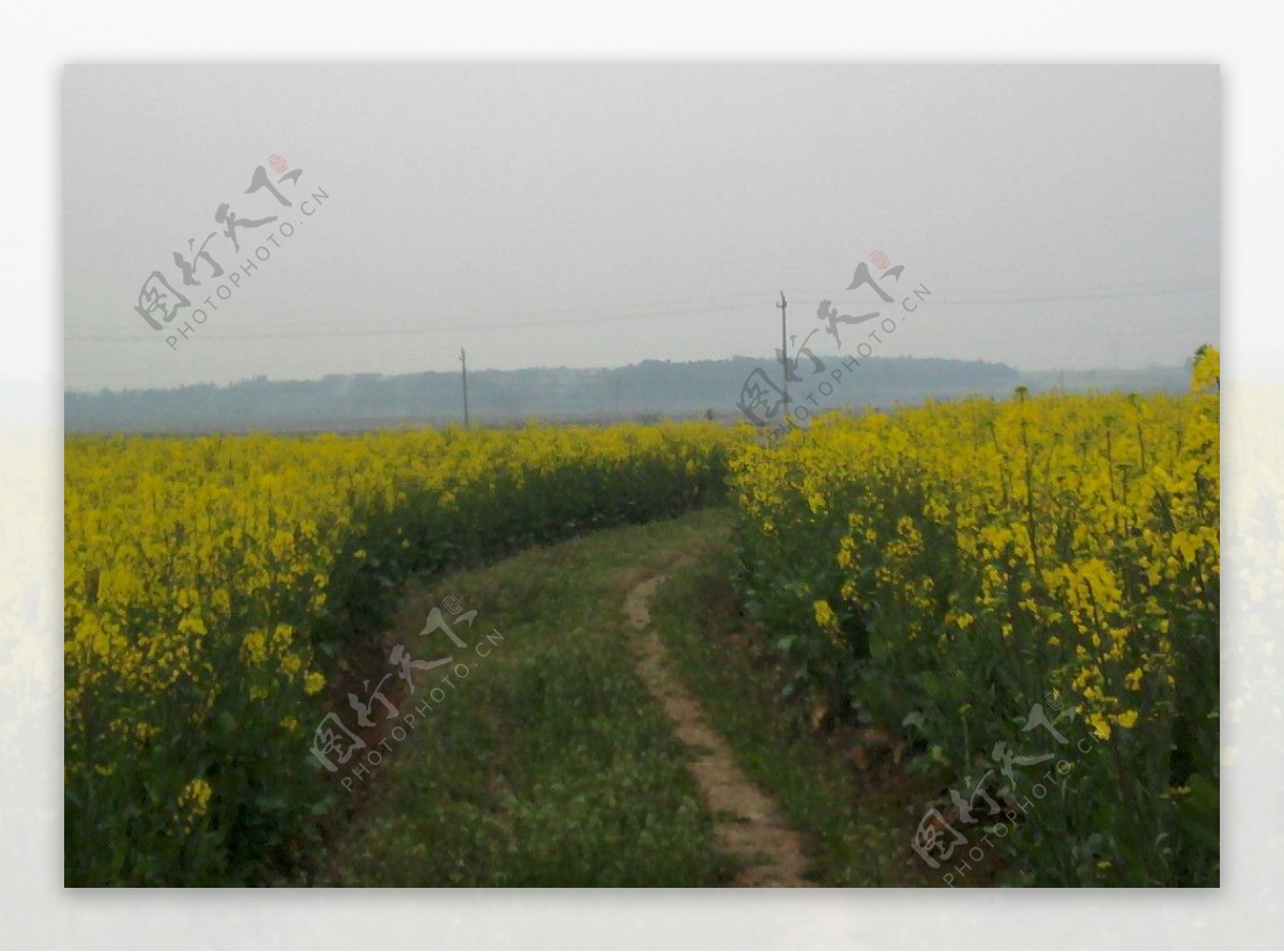 油菜花图片