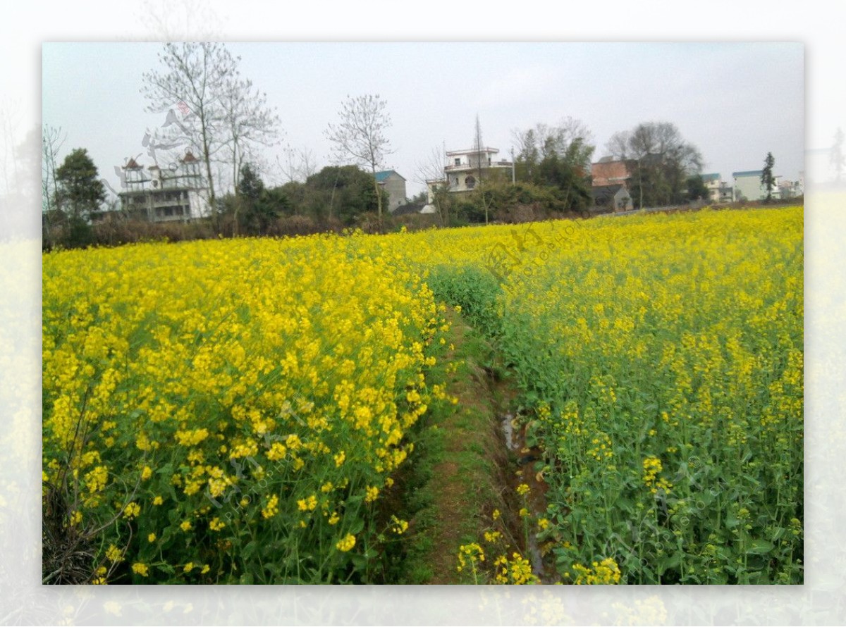 油菜花图片