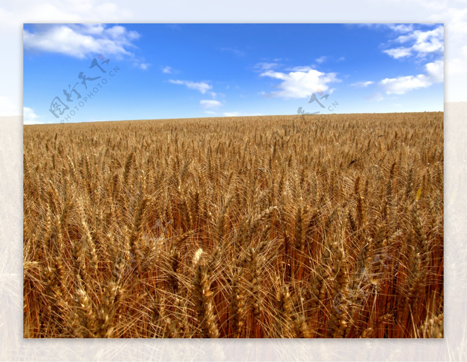成熟小麦丰收图片