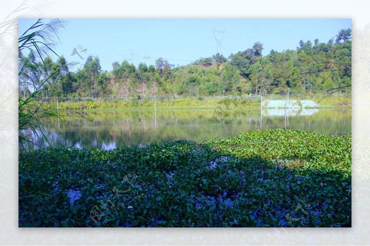 水塘景观绿色水乡图片