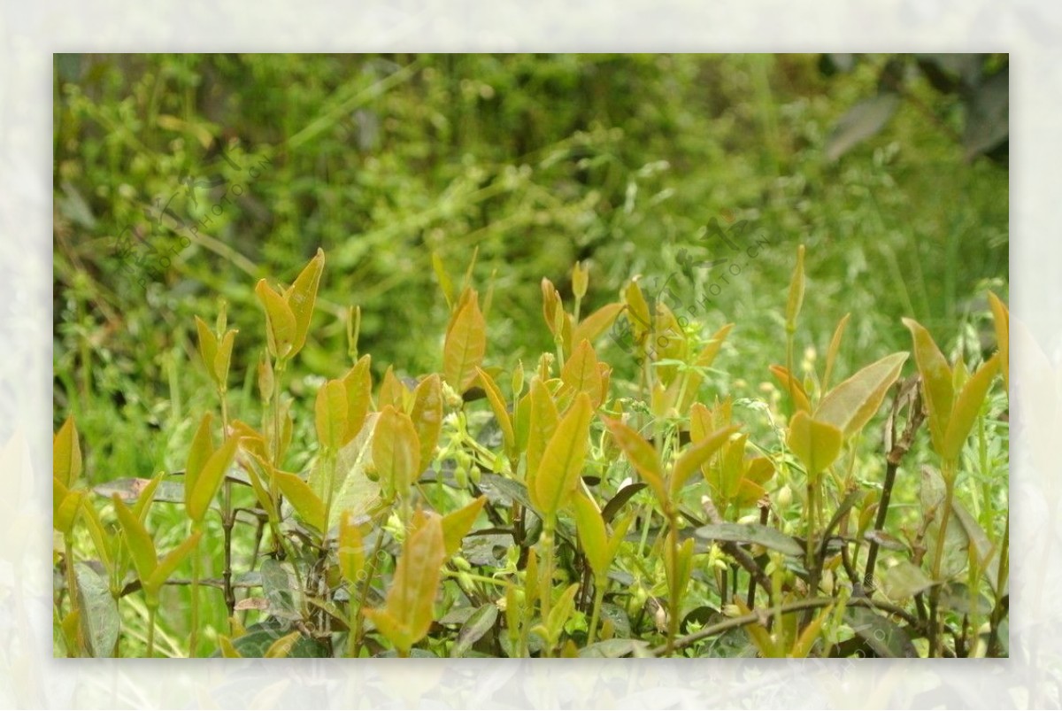 龙井茶树嫩叶图片