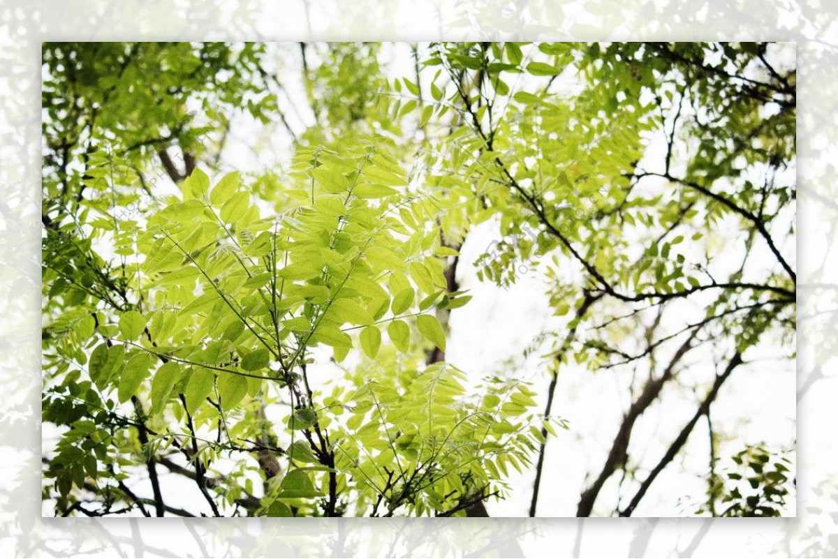 绿叶槐树叶图片素材-编号38796022-图行天下
