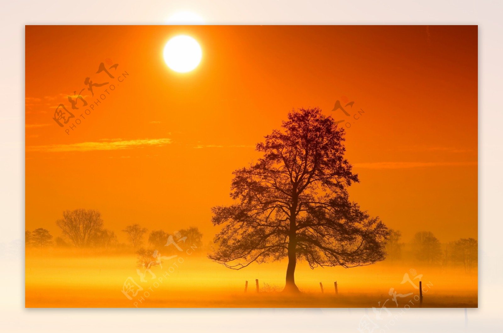 黄昏夕阳大树美景图片