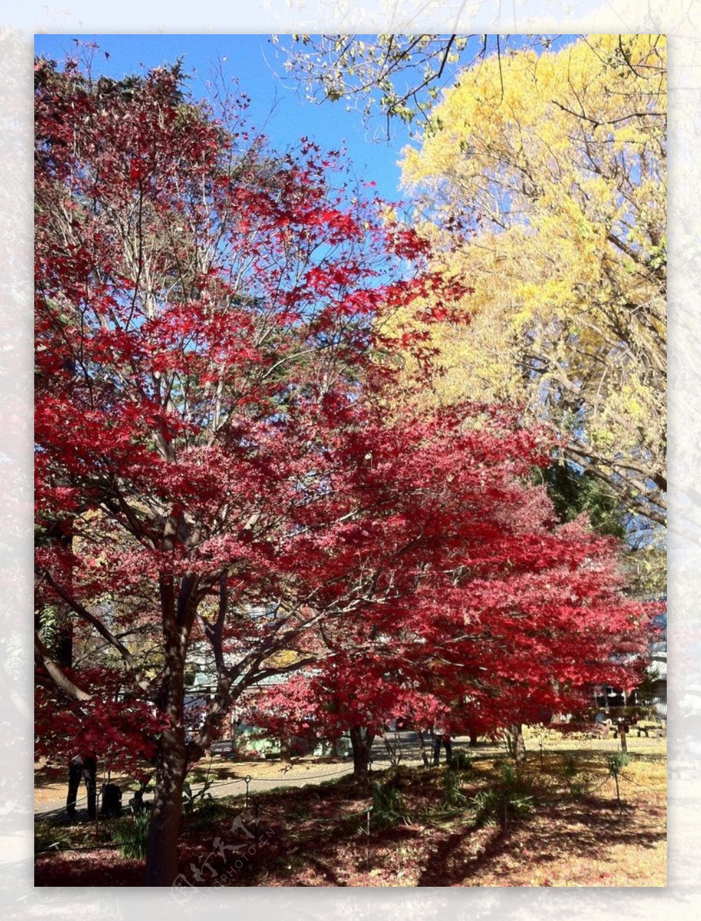 秋天枫树林图片