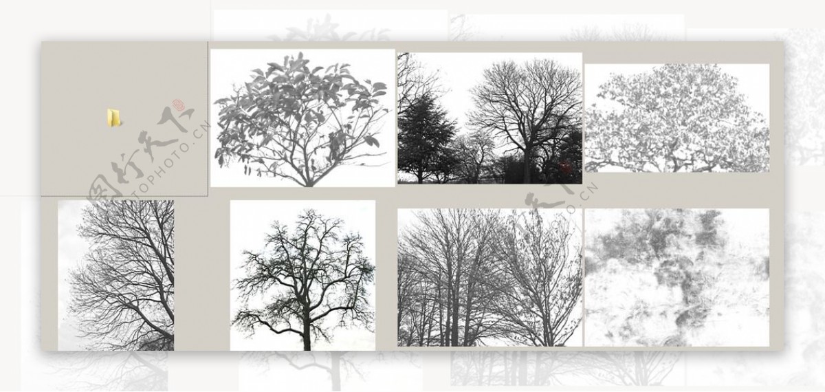 黑白树木图片素材