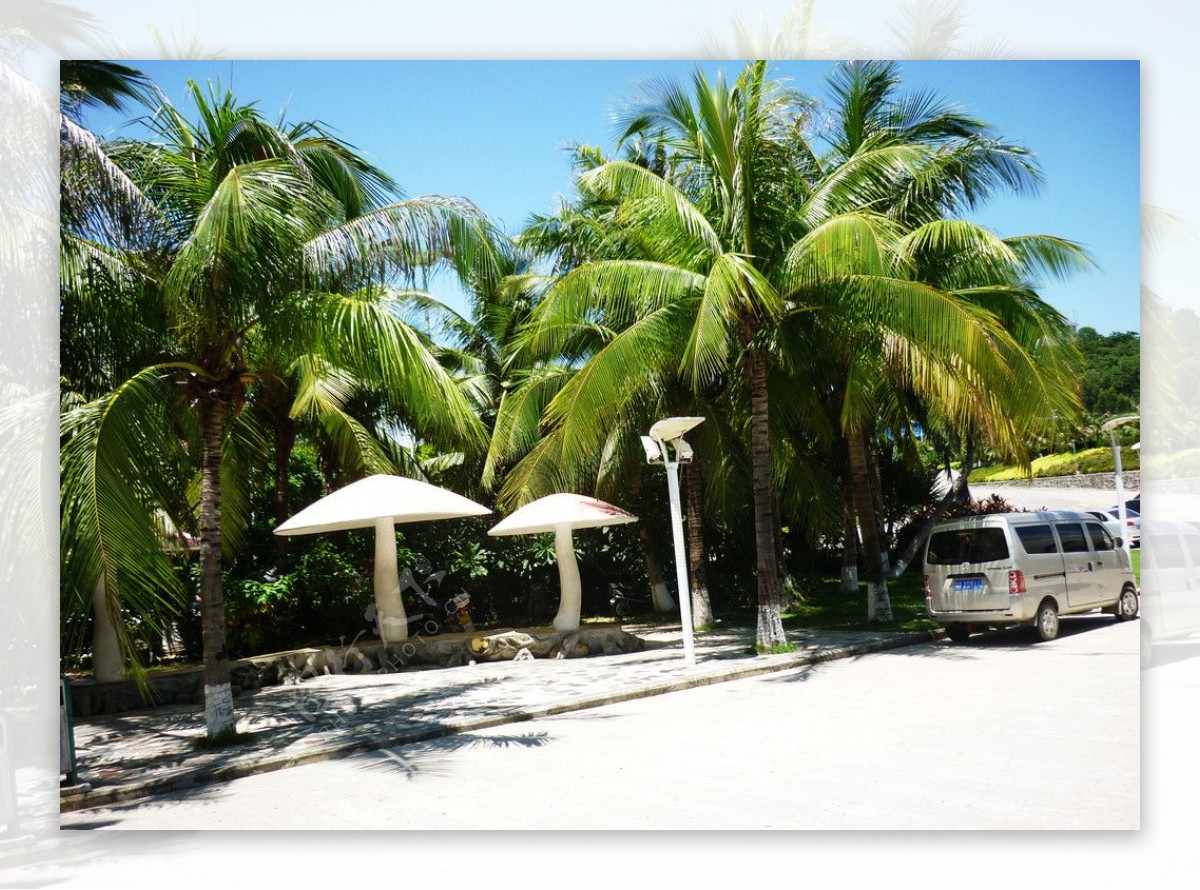 海南亚龙湾椰树图片