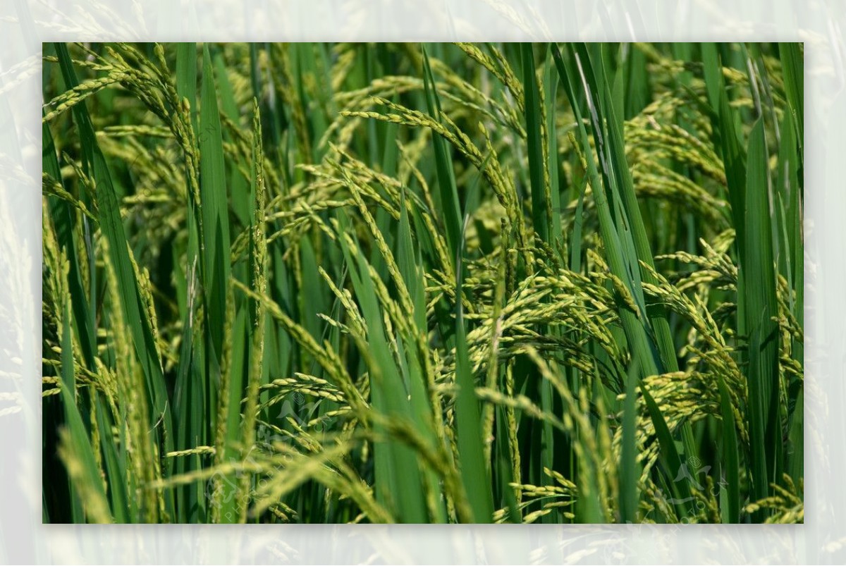 稻谷稻穗稻田图片
