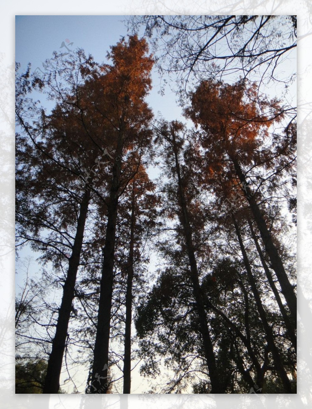 树林图片