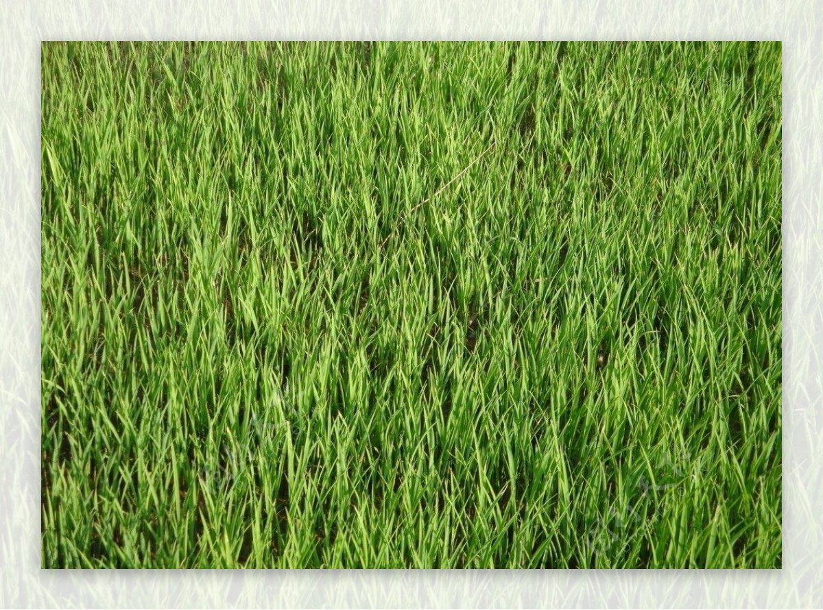 绿色秧苗图片