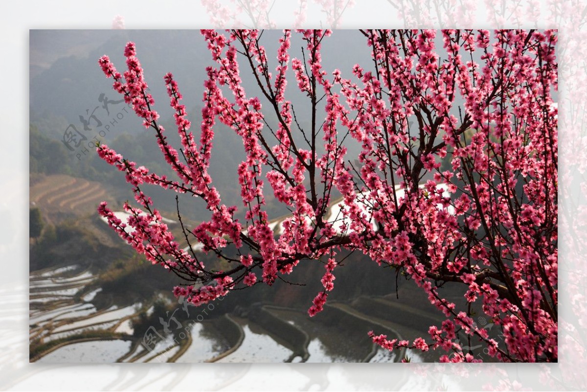 春色桃花相映红图片