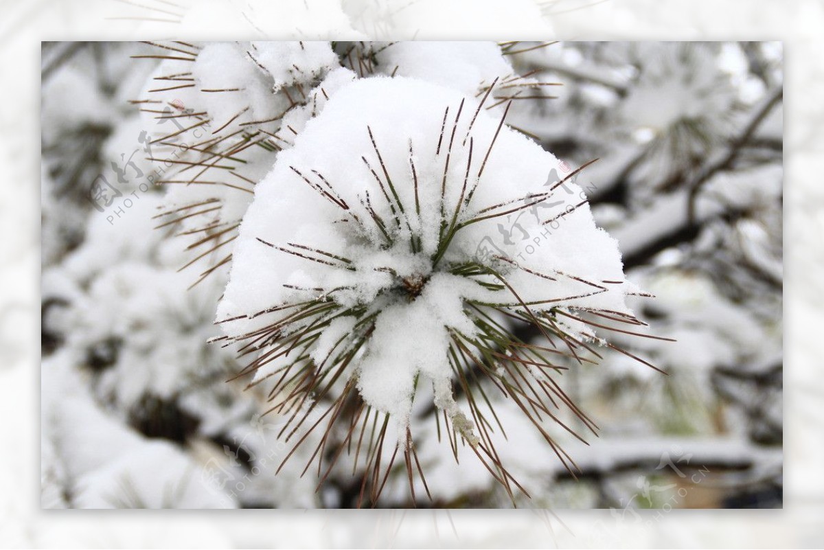 春天的雪图片