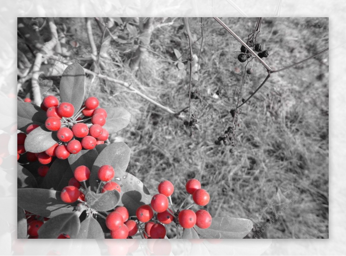 红色果实植物图片