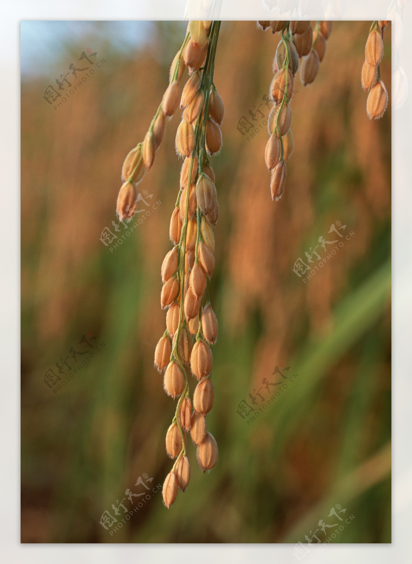 金色稻穗图片