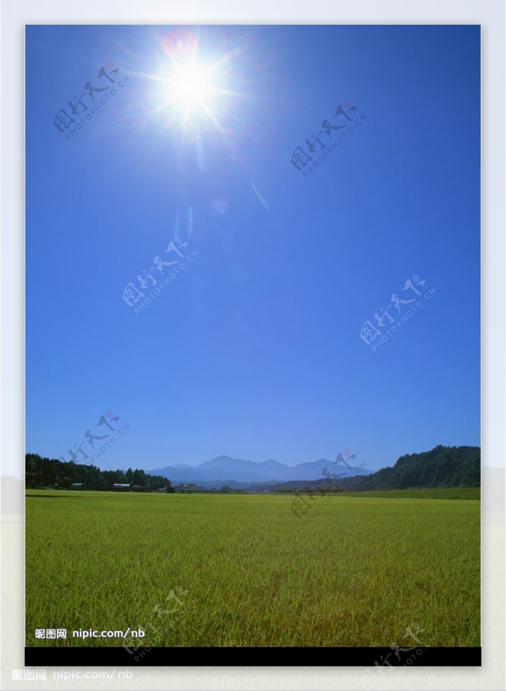 阳光稻田图片