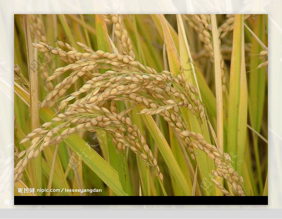水稻照片图片