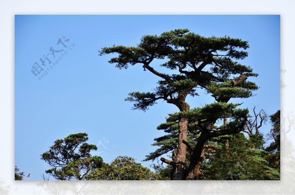 湖南莽山国家公园里头漂亮的树木图片