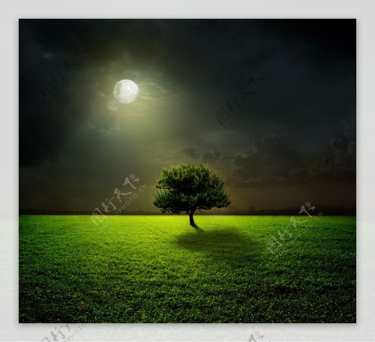 月光下的草原孤树图片