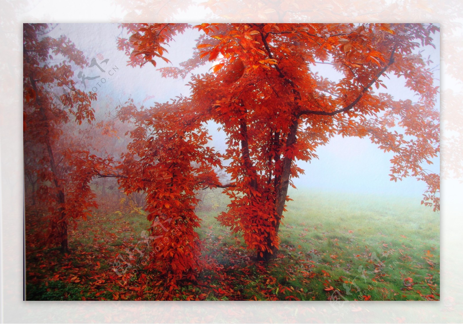 雾气红叶树图片