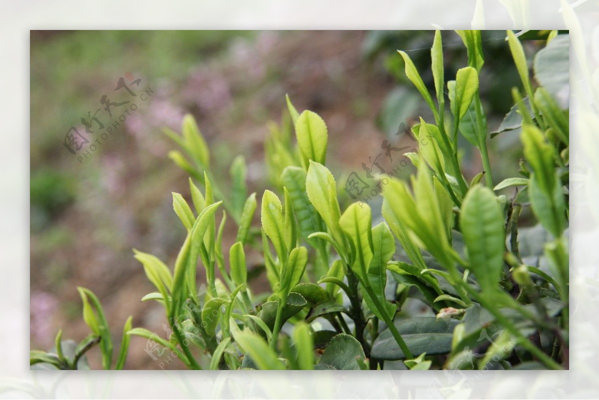 茶树茶叶图片