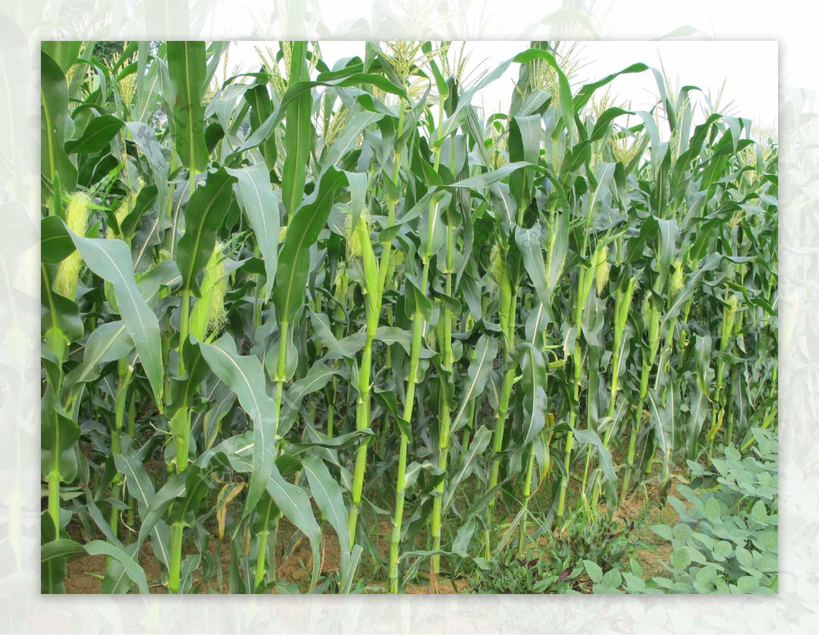 玉米玉米地田园图片