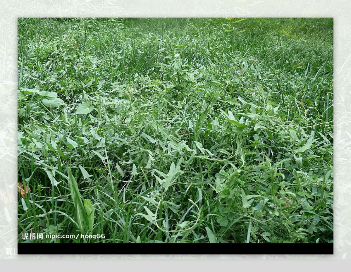 田地里的草地图片