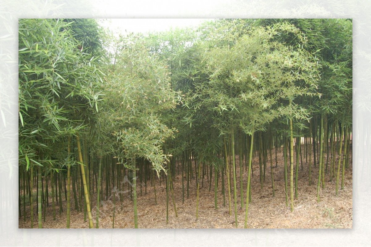 翠绿竹林图片