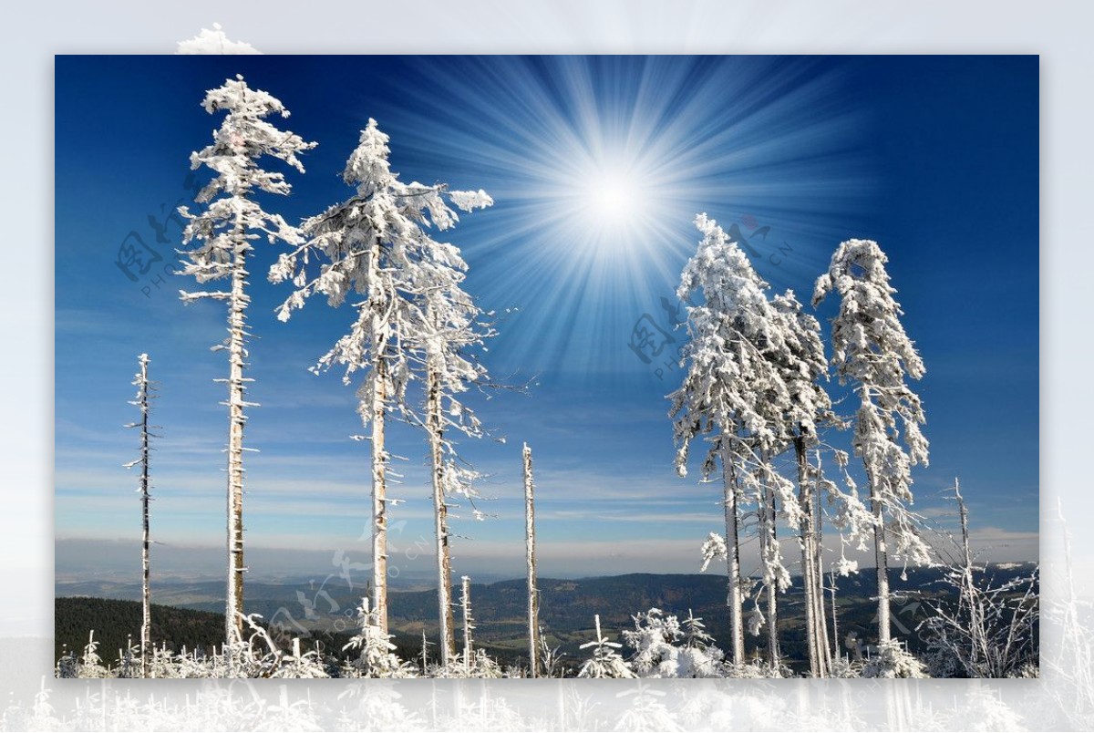 冬季树木树枝雪景图片