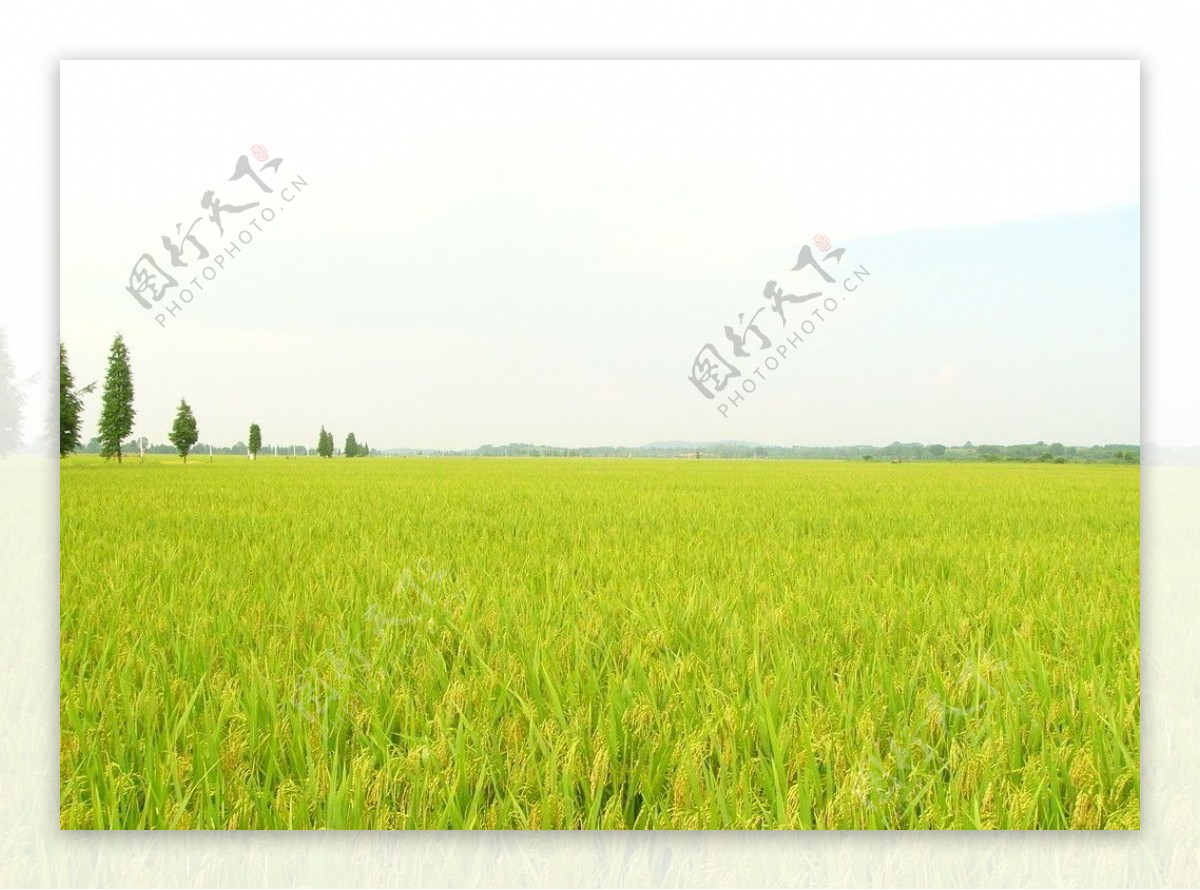 优质水稻图片