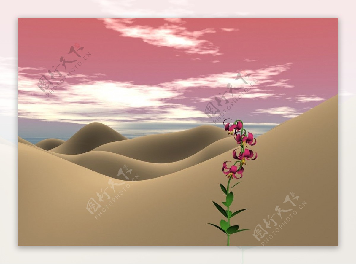沙漠一枝花图片
